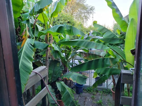 Bananplantagen