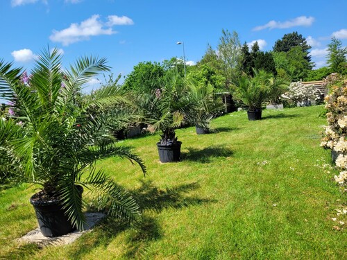 Jeg har mine største palmer på græsplænen, hvor de får lys og luft omkring sig. Det er Canarisk viftepalme og to palmer (Jubaea chilensis, der som navnet angiver stammer fra Chile