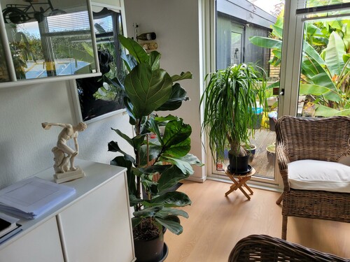Et par billeder af de tropiske typer der står inde om vinteren. Her en ponytail palm, der faktsik ikke er en palme. Det er en sokkulent.