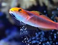 Valenciennea bella