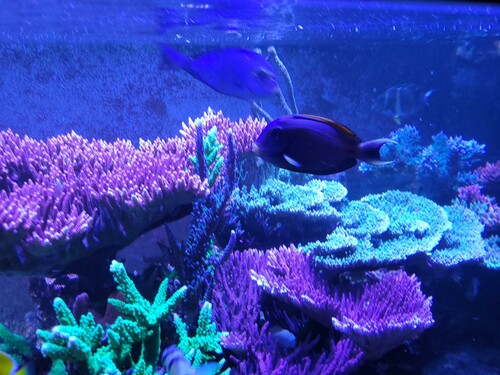 Her er det den røde malificent tv. Grøn hyacinthus, der vokser tabletop. Og forrest er den røde Acropora red planet.