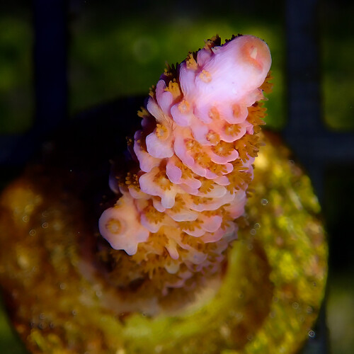 15.LR_Superman_Millepora.jpg
