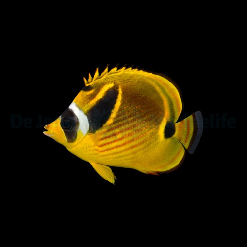 chaetodon_lunula2wm.jpg