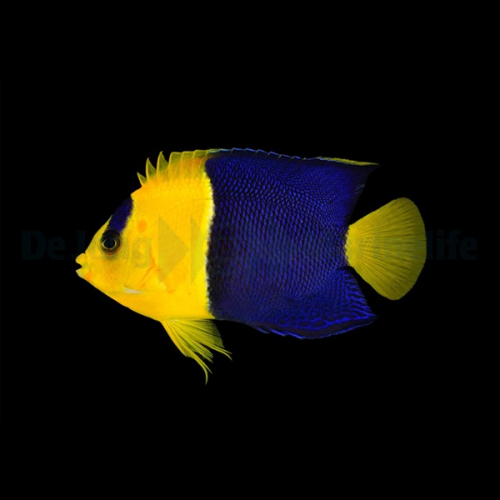 centropyge_bicolor3_wm_1.jpg