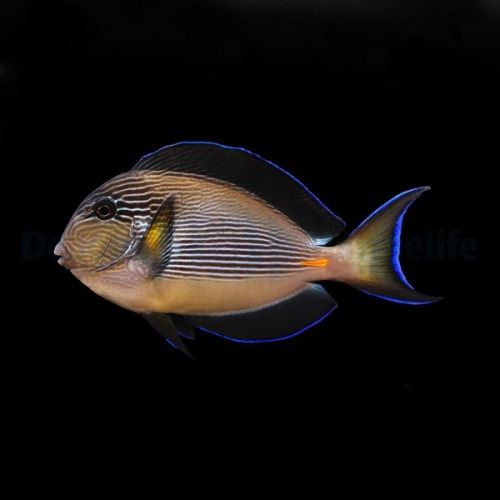 acanthurus_sohal2_thump.jpg