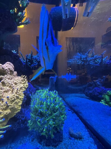 IMG_4323.jpeg