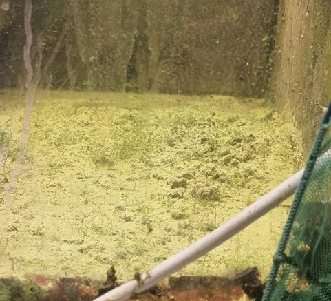 refugium.jpg