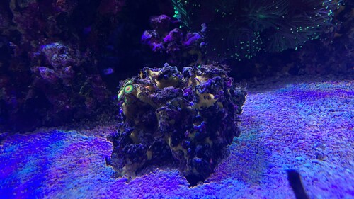 IMG_6402.jpeg