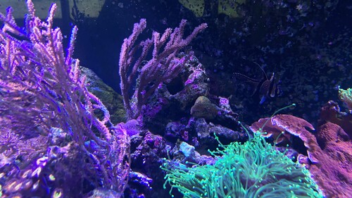 IMG_6403.jpeg