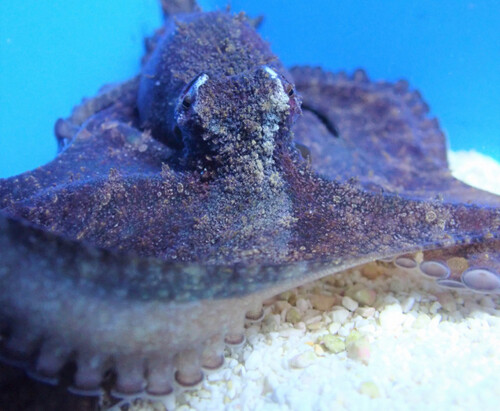 octopus_spp_wm.jpg