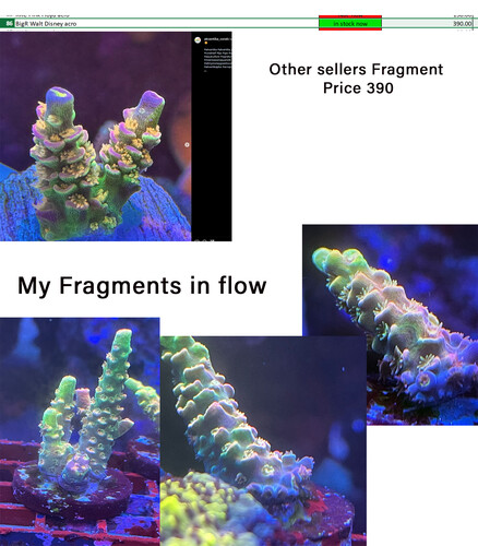 Bigr Frag.jpg