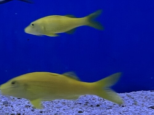 IMG_1199.jpeg