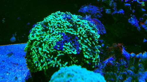 IMG_6930.jpeg