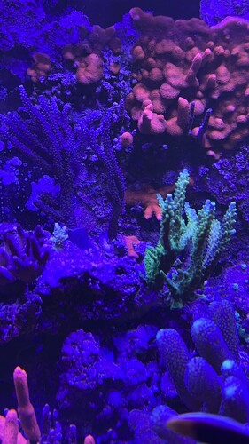 IMG_7603.jpeg