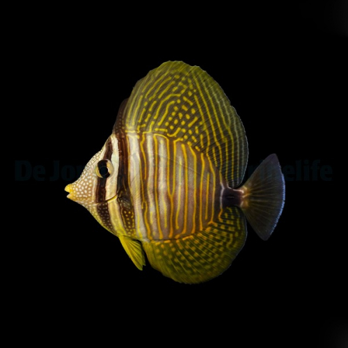 zebrasoma_desjardinii2_thump.jpg