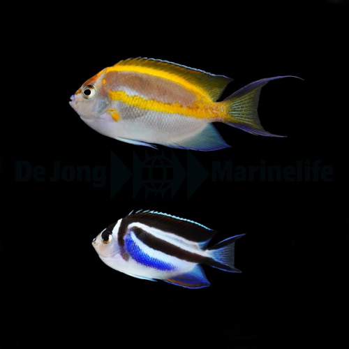 genicanthus_bellus_pair2_thump.jpg