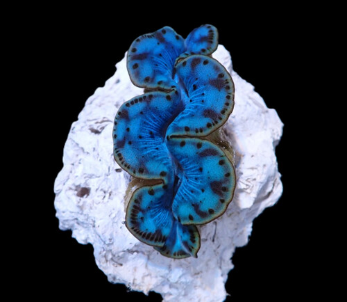 tridacna_maxima_blue_6cm_o_268_39.50.jpg