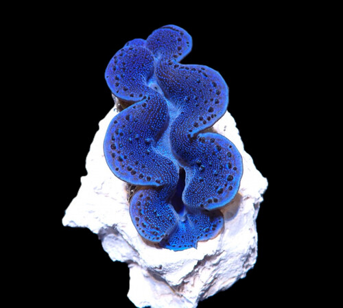 tridacna_maxima_blue_6cm_o_295_39.50.jpg