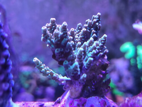 26.04.25 Acropora cyatherea.jpg (193.55 KiB) Vist 4748 gange Acropora cyatherea Farverne yder den ikke retfærdighed. Jeg er virkelig en loussy fotograf. Den har de lilla polypper og så kan den blive nærmest en blanding af gylden/rødlig og grøn i vævet. Det gyldne er nærmest selvlysende i det blå lys om aftenen. Den skal have masser af lys og stabile vandværdier.