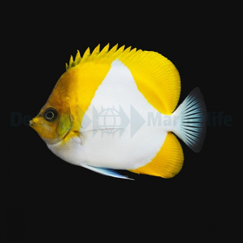 hemitaurichthys_polylepis_2thump_2.jpg