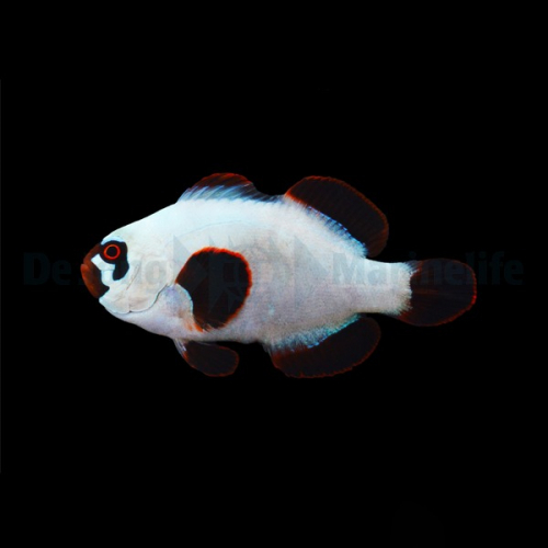amphiprion_epigrammata_gold_nugget_wm.jpg
