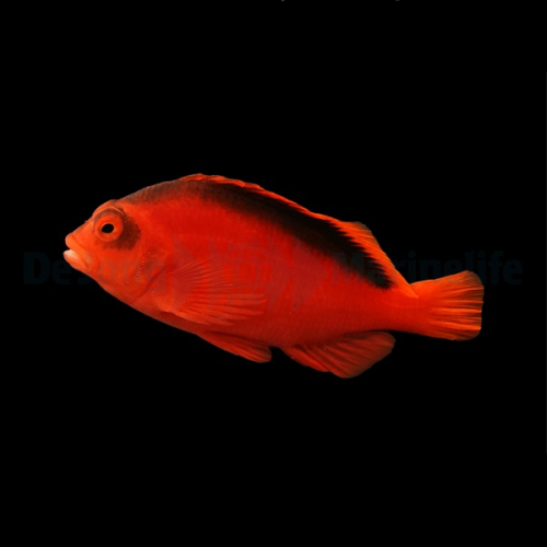 neocirrhites_armatus2_wm.jpg