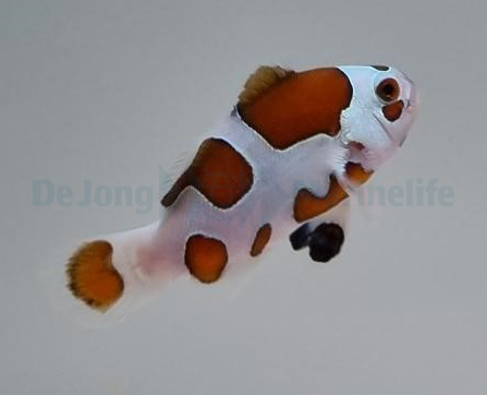 amphiprion_ocellaris_mocha_storm_-_t.b._wm.jpg