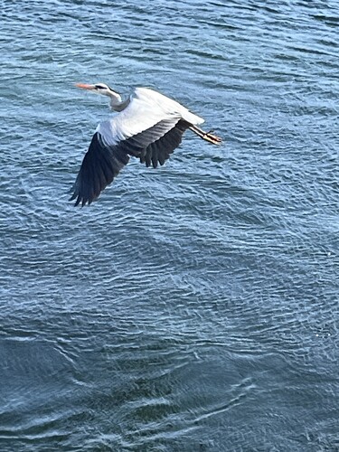 IMG_7063.jpeg