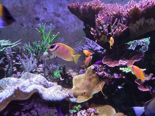 Siganus coralinus