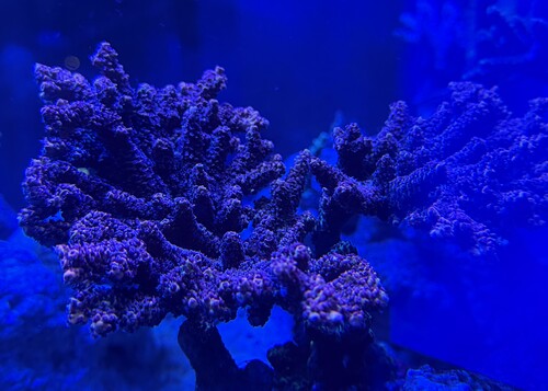 IMG_0199.jpeg