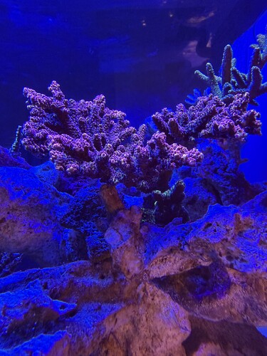 IMG_0202.jpeg