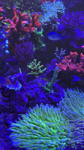 IMG_0084.jpeg
