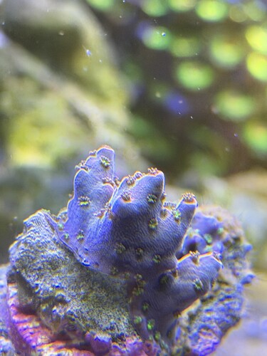 IMG_0322.jpeg