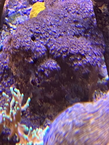 IMG_3626.jpeg