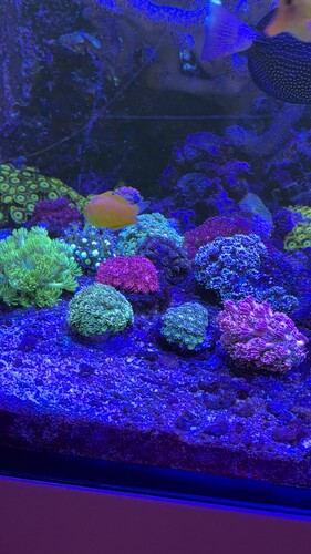 IMG_0414.jpeg