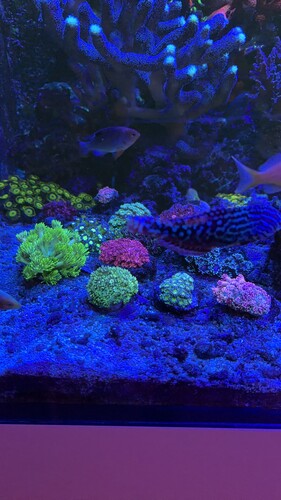 IMG_0421.jpeg