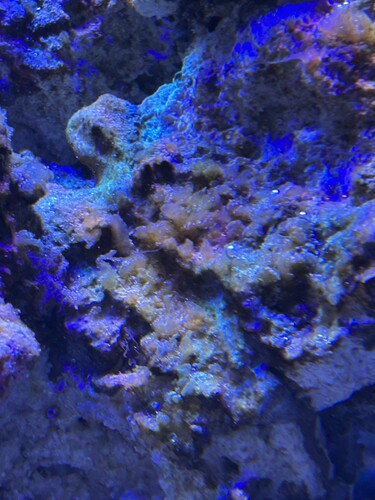 IMG_2490.jpeg