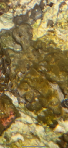 IMG_2534.png