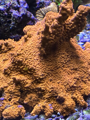 IMG_3680.jpeg