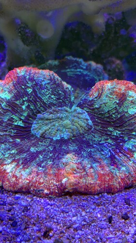 IMG_0517.jpeg