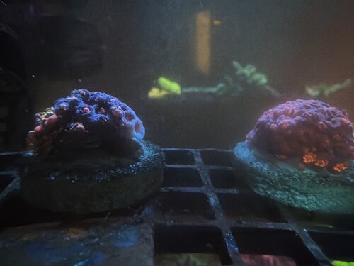 Gonipora