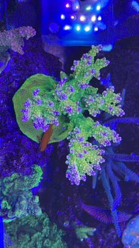 IMG_0539.jpeg
