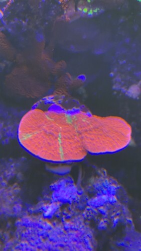 IMG_0556.jpeg