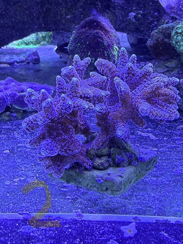 IMG_6617.jpeg