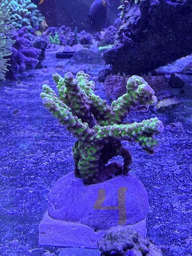 IMG_6619.jpeg