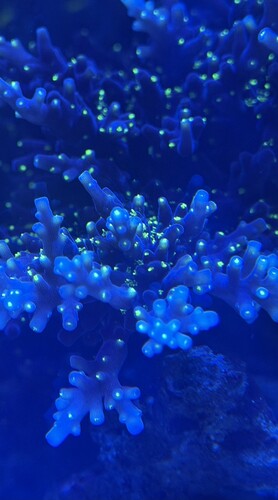 IMG_0650.jpeg
