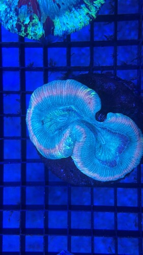 IMG_7485.jpeg