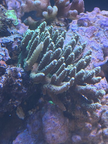 IMG_5617.jpeg