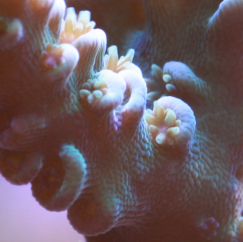 MacroFun.png