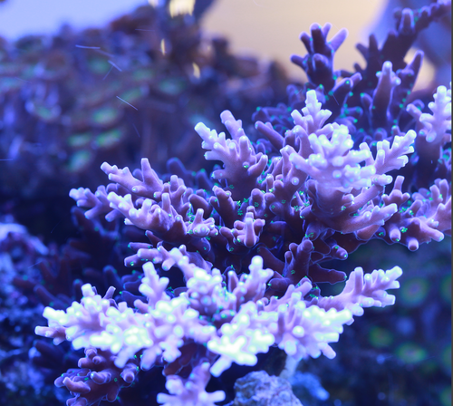 IMG_0708.png
